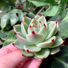 Load image into Gallery viewer, Echeveria Blue Dragon | 蓝龙
