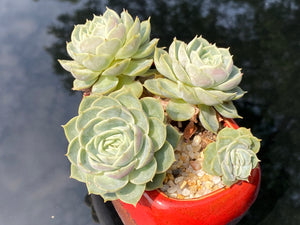 echeveria-onslow-rooted-with-pot
