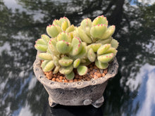 Load image into Gallery viewer, Cotyledon tomentosa f. variegata (rooted with pot) | 白熊 (已服盆)
