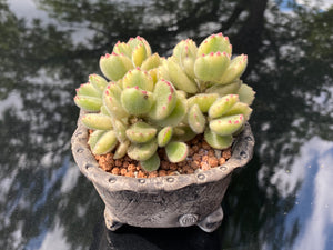 Cotyledon tomentosa f. variegata (rooted with pot) | 白熊 (已服盆)