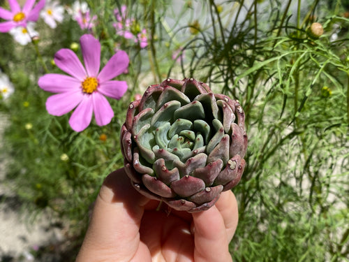 Echeveria La jolla