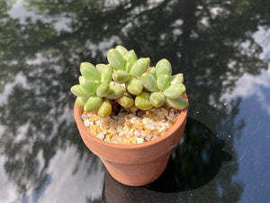 Pachyphytum compactum (rooted with pot) | 千代田之松 (已服盆)