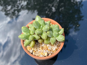 Pachyphytum compactum (rooted with pot) | 千代田之松 (已服盆)