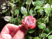 Load image into Gallery viewer, Echeveria Monroe - Small | 橙梦露 - 小
