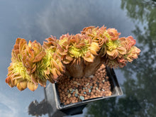 Load image into Gallery viewer, aeonium-halloween-crested2
