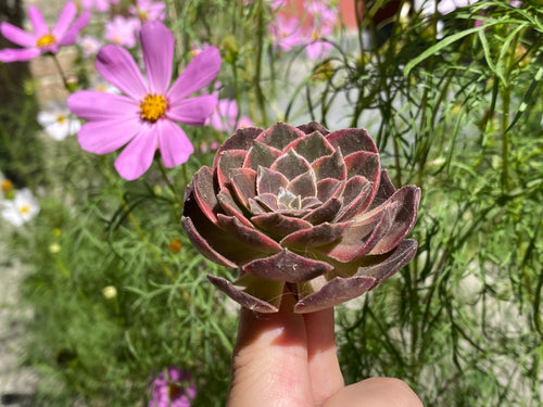 Aeonium Halloween variegated