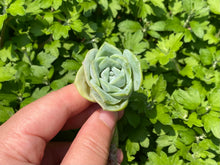 Load image into Gallery viewer, Echeveria Lovely Rose - Single Head
