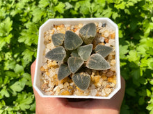 Load image into Gallery viewer, Haworthia pygmaea &#39;Ice Drill&#39; (rooted with pot) | 冰钻 (已服盆)
