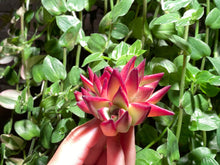 Load image into Gallery viewer, Echeveria Agavoides Red Sandalwood | 红檀
