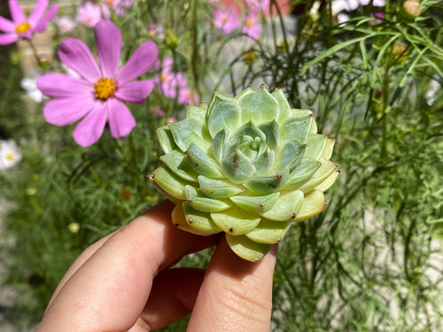 Echeveria Ben Badis