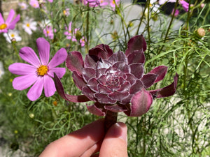 Aeonium Mardi Gras - single head flower