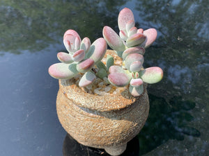 Cotyledon orbiculata (rooted with pot) | 乒乓福娘 (已服盆)