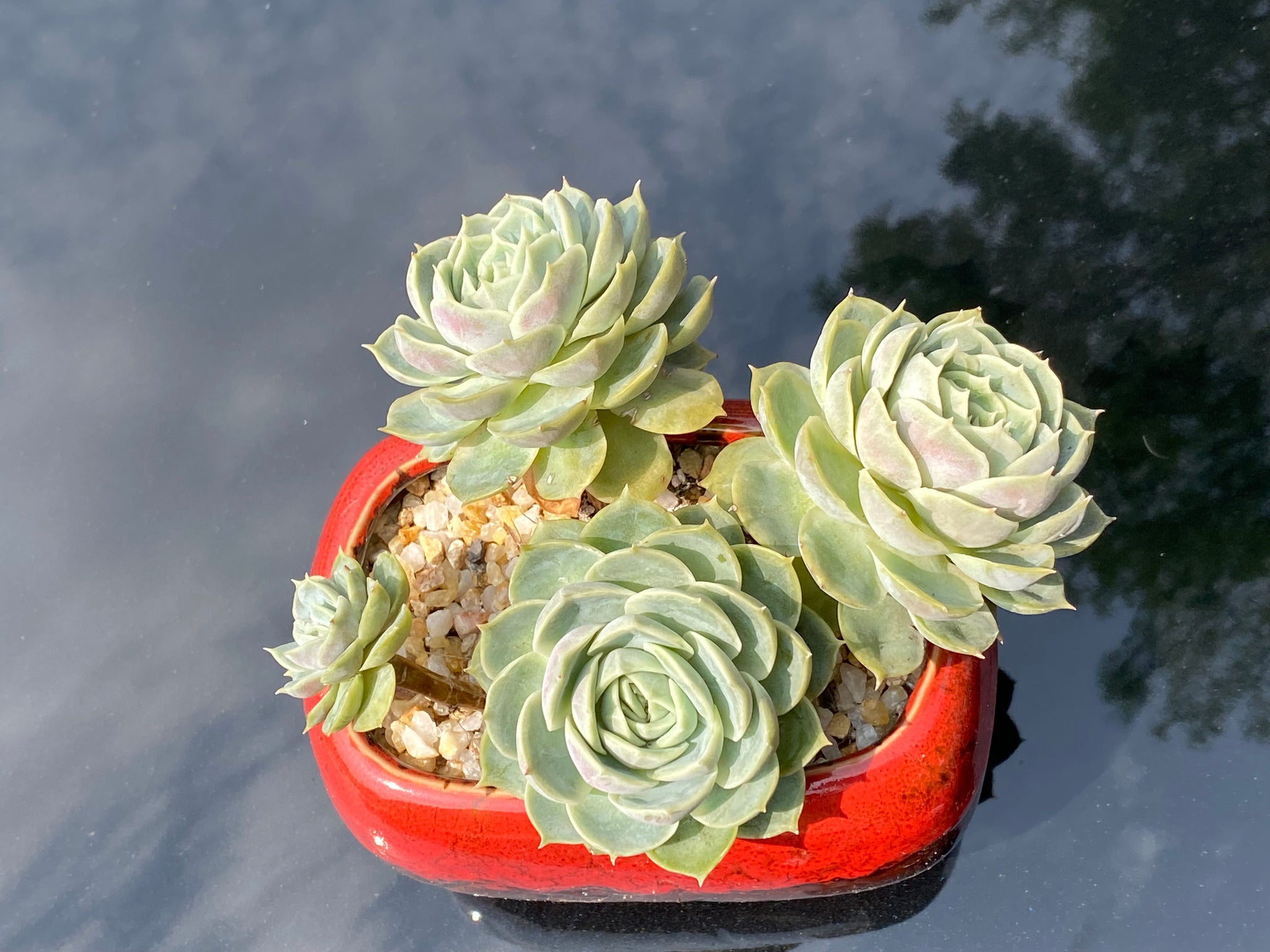 onslow succulent Echeveria Onslow (rooted with pot)