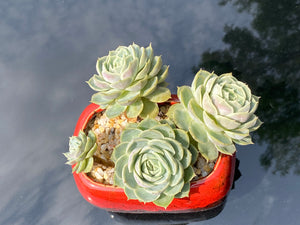 echeveria-onslow-rooted-with-pot3