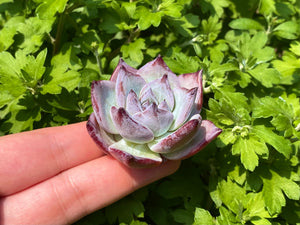 Echeveria Blacksabath Flower