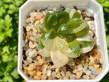 Load image into Gallery viewer, Variegated Haworthia (rooted with pot) | 苏州玉露锦 (已服盆)
