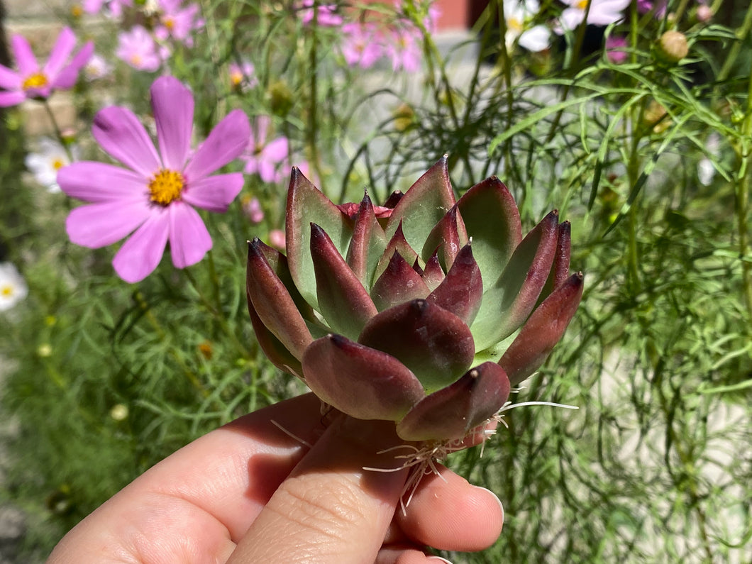 Echeveria spp. (Morgan)