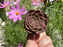 Load image into Gallery viewer, Aeonium Halloween variegated flower
