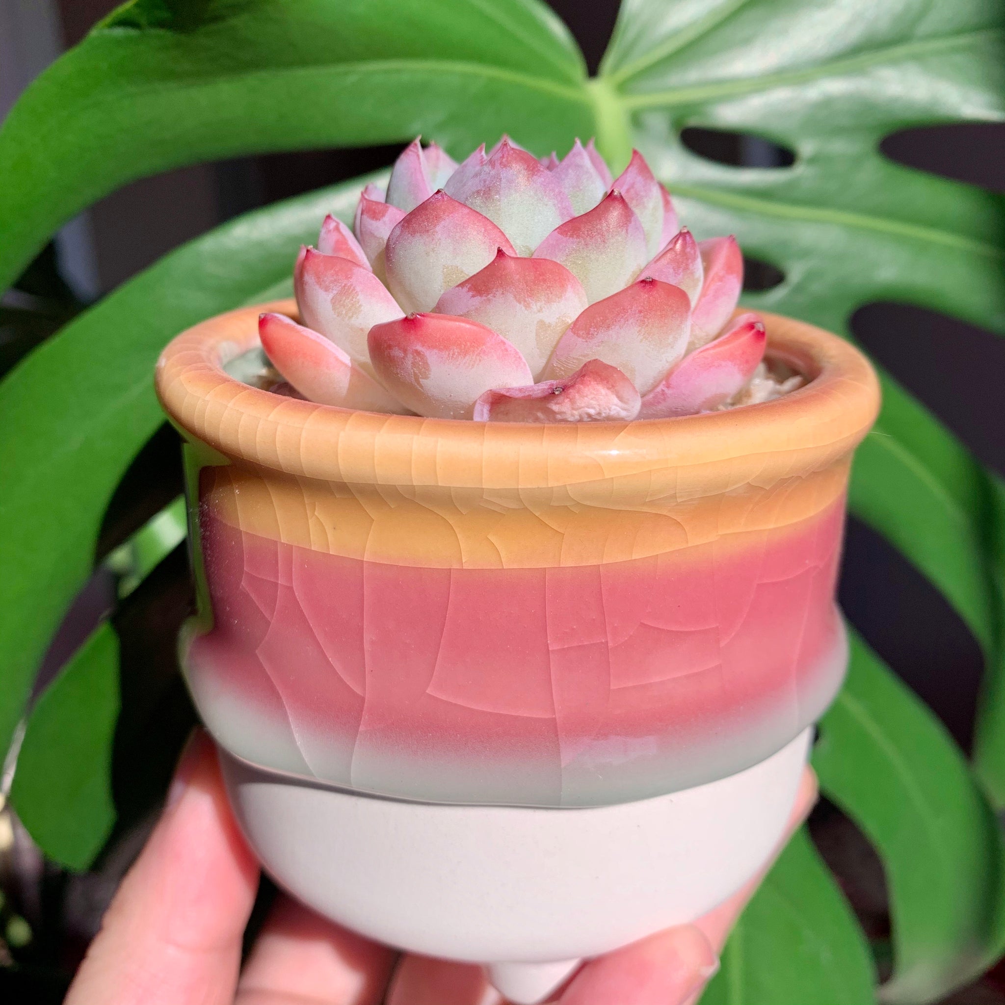 suryeon succulent Echeveria 'Suryeon'