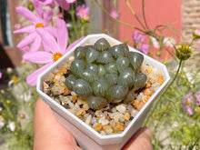 Load image into Gallery viewer, copy-of-haworthia-cooperi
