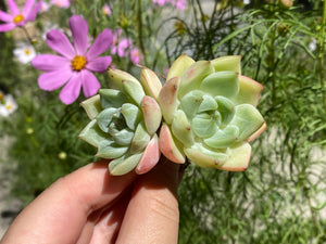 echeveria-moonlight-two-heads-flower