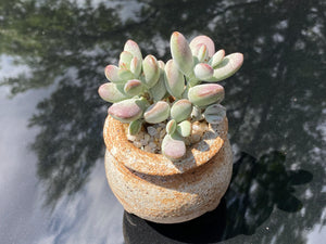 Cotyledon orbiculata (rooted with pot) | 乒乓福娘 (已服盆)