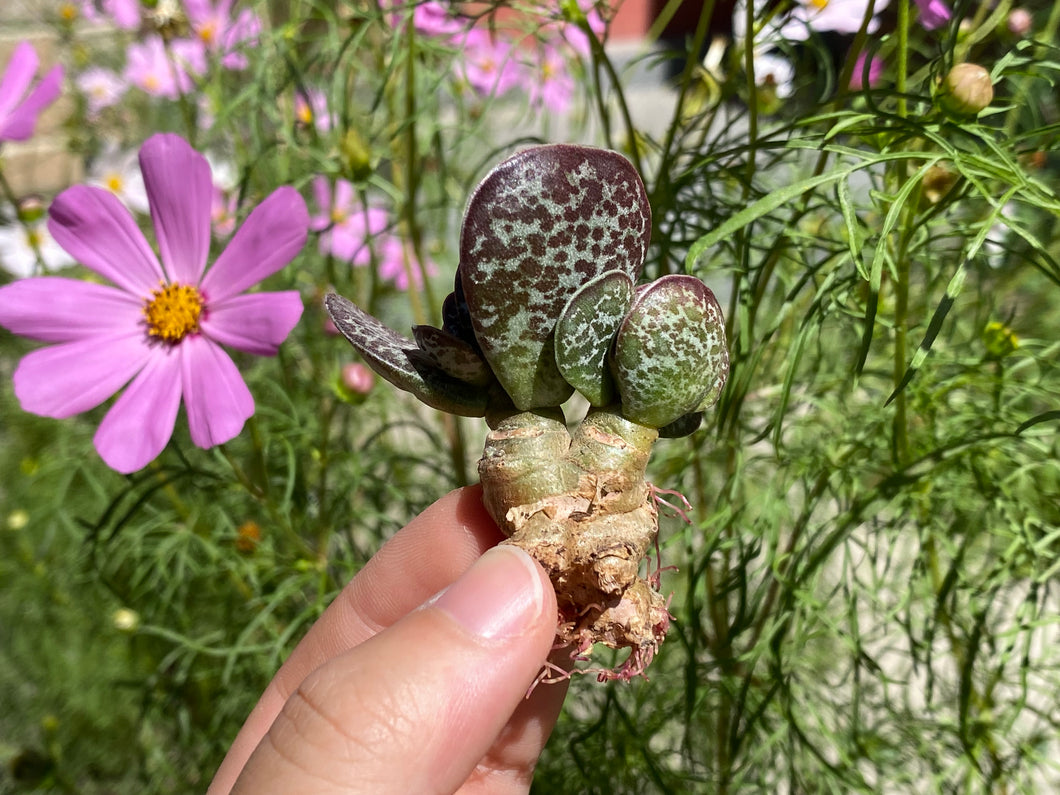 Adromischus maculatus