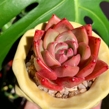 Load image into Gallery viewer, Echeveria Champagne | 香槟
