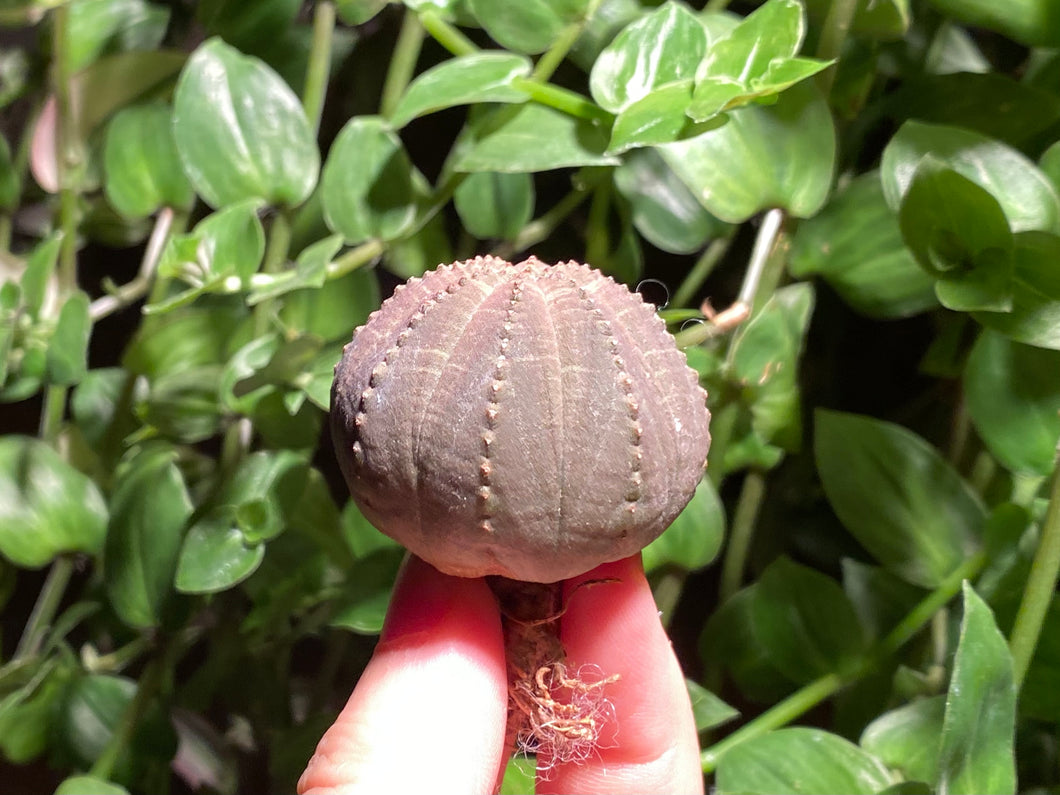 Euphorbia obesa | 布纹球