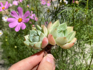echeveria-two-heads-flower
