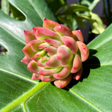 Load image into Gallery viewer, Echeveria agavoides Prolifera | 相府莲
