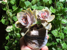 Load image into Gallery viewer, Echeveria Rainbow (rooted with pot) | 彩虹 (已服盆)
