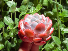 Load image into Gallery viewer, Echeveria Monroe - Large | 橙梦露 - 大
