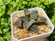 Load image into Gallery viewer, Haworthia pygmaea &#39;Ice Drill&#39; (rooted with pot)
