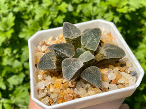 Haworthia pygmaea 'Ice Drill' (rooted with pot)