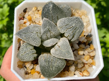 Load image into Gallery viewer, Haworthia &#39;Silver Railway&#39; (rooted with pot)
