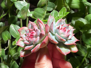 Echeveria chihuahuaensis hyb. cluster (Peach) | 水蜜桃