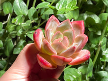 Load image into Gallery viewer, Echeveria Champagne | 香槟
