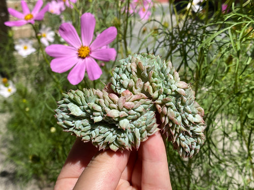 Echeveria 'Tippy' Crested