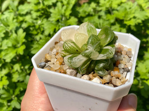 Variegated Haworthia (rooted with pot) | 苏州玉露锦 (已服盆)