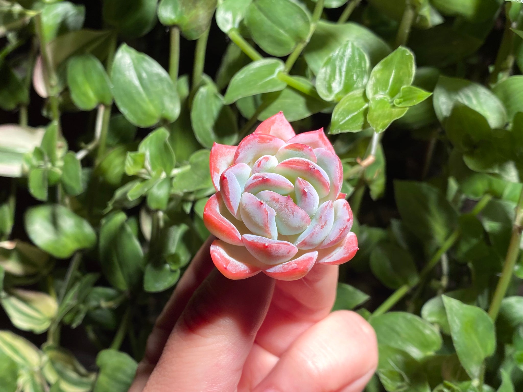 suryeon succulent Echeveria Suryeon