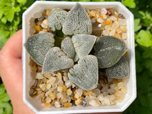 Load image into Gallery viewer, Haworthia &#39;Silver Railway&#39; (rooted with pot) | 铁道白银 (已服盆)
