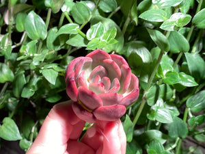 Echeveria spp. (Madonna) | 麦当娜