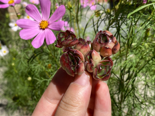 Echeveria pulidonis