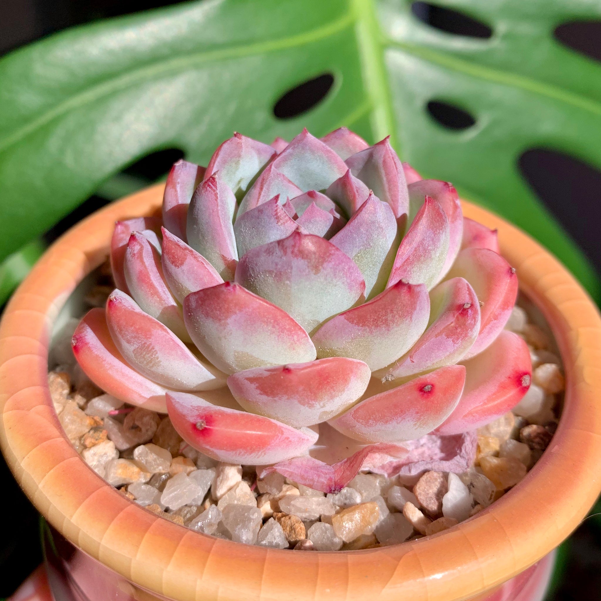 suryeon succulent Echeveria 'Suryeon'