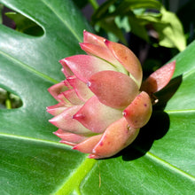 Load image into Gallery viewer, Echeveria agavoides Prolifera | 相府莲
