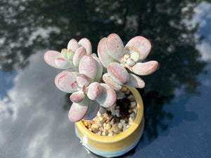 Cotyledon orbiculata (rooted with pot) | 乒乓福娘 (已服盆)