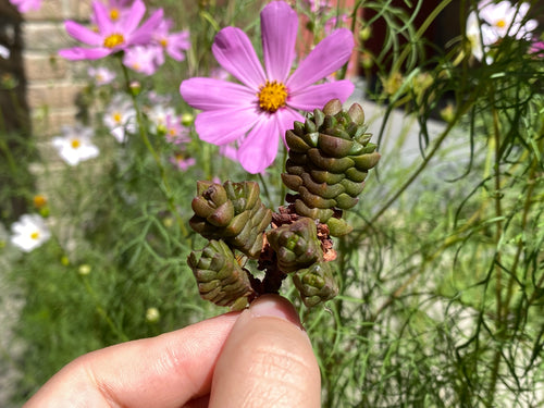 Crassula marchandii