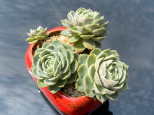 Load image into Gallery viewer, echeveria-onslow-rooted-with-pot4

