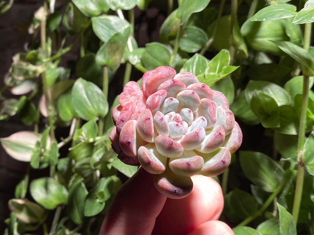 Echeveria 'Viyant' Cluster | 雪爪群